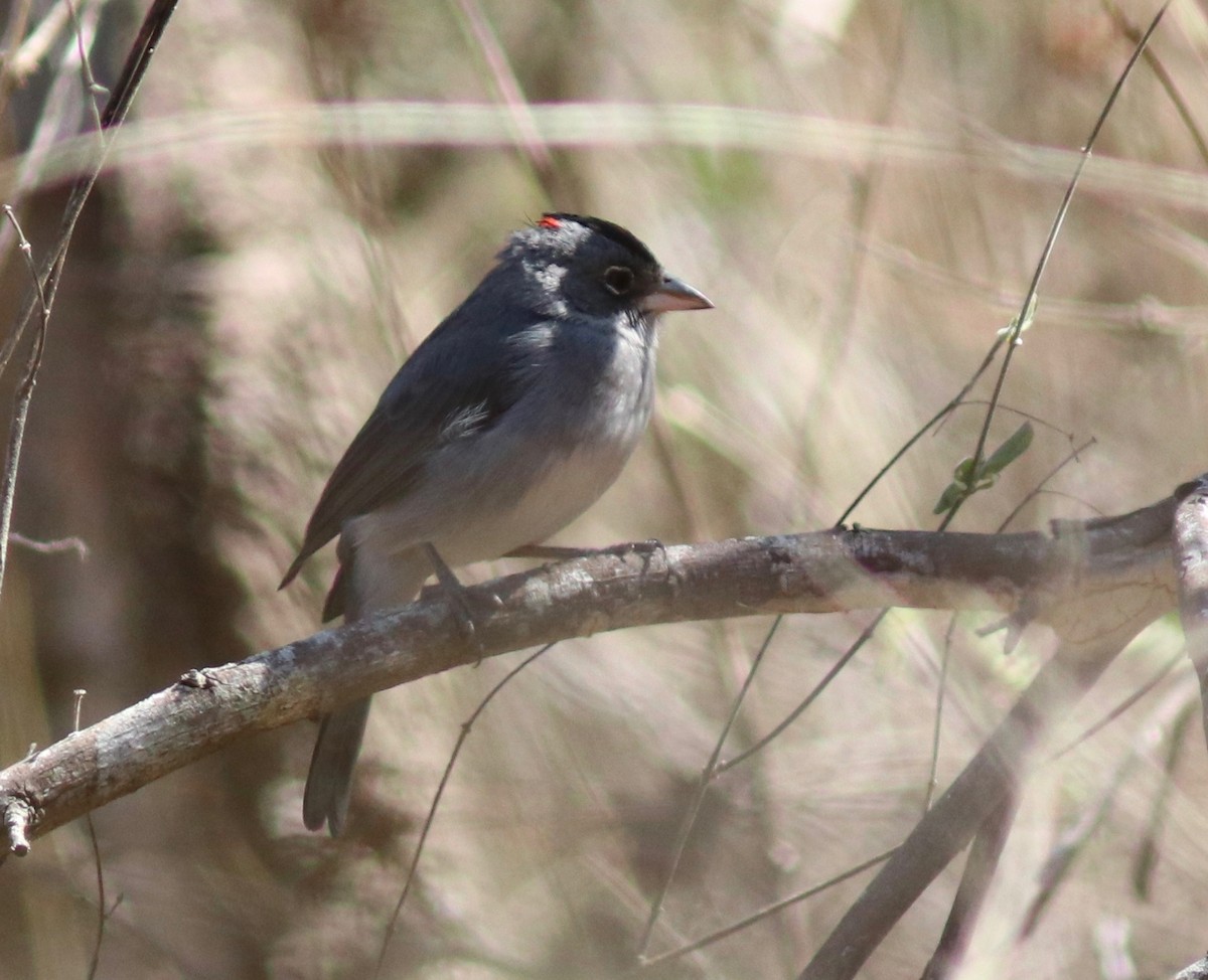 Pileated Finch - ML109813191