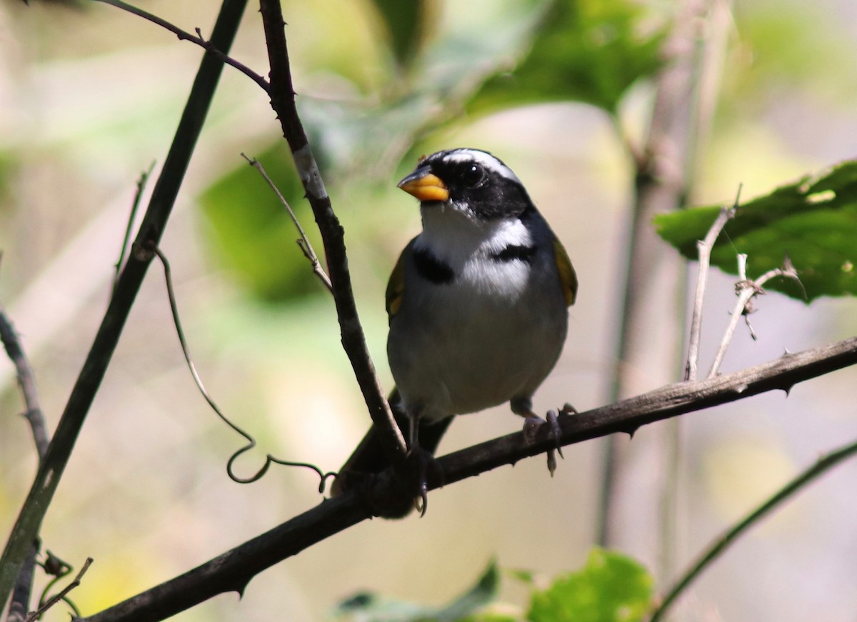 Sao Francisco Sparrow - ML109813261