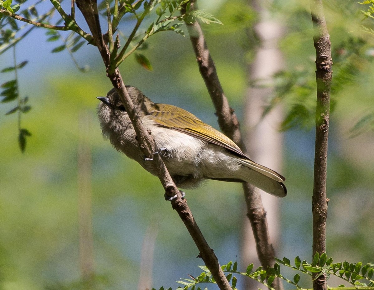 Green-backed Honeyguide - ML109813501