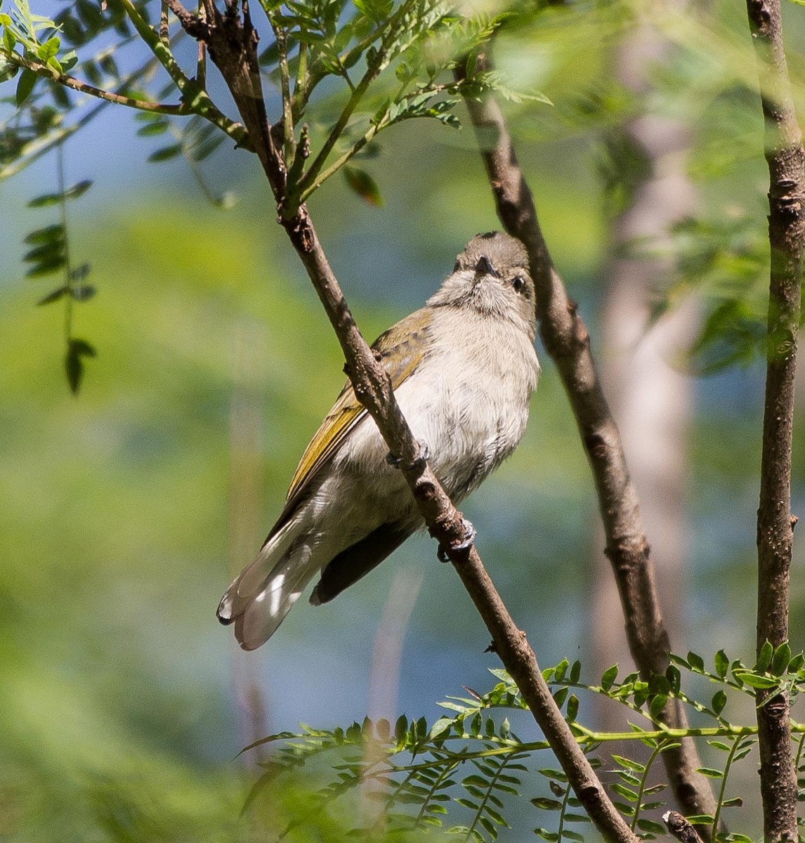 Green-backed Honeyguide - ML109813511