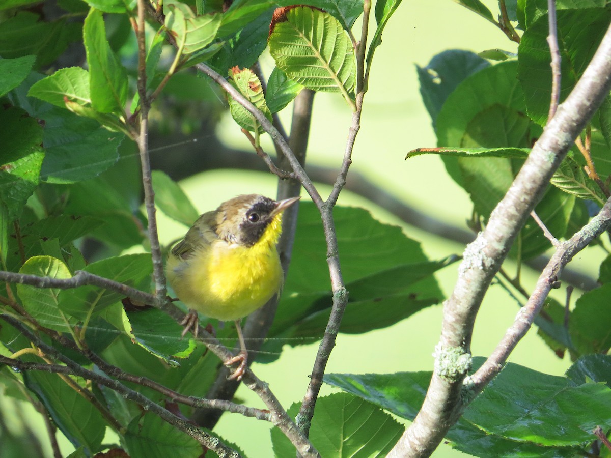 Common Yellowthroat - ML109814551