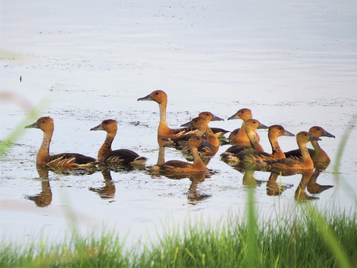 Dendrocygne fauve - ML109815261