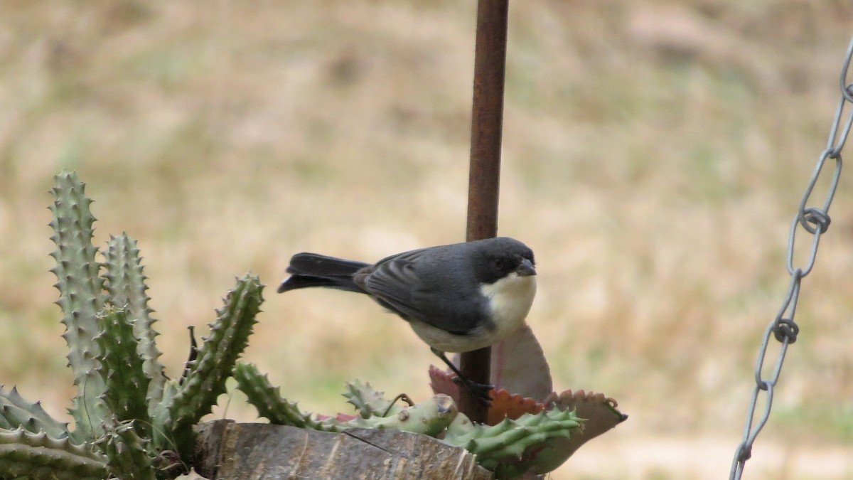 Black-capped Warbling Finch - Charmaine  Swart