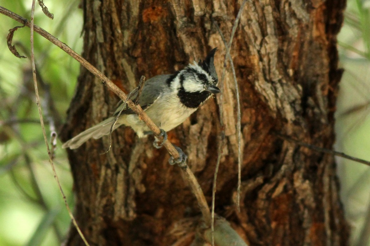 Bridled Titmouse - Scott Olmstead