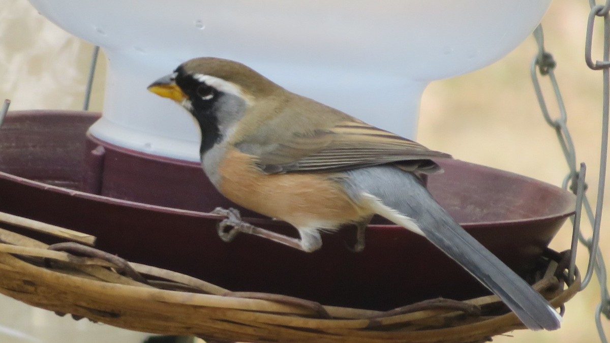 Many-colored Chaco Finch - Charmaine  Swart