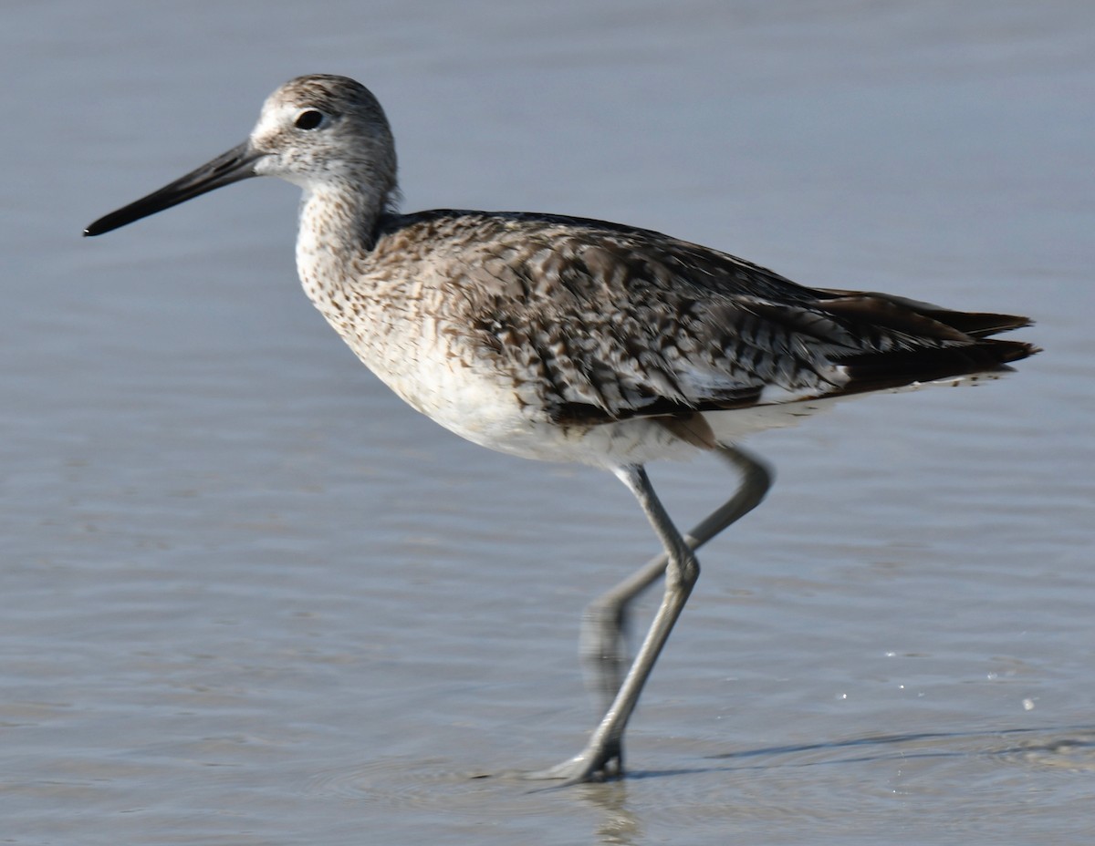 Willet - ML109817551