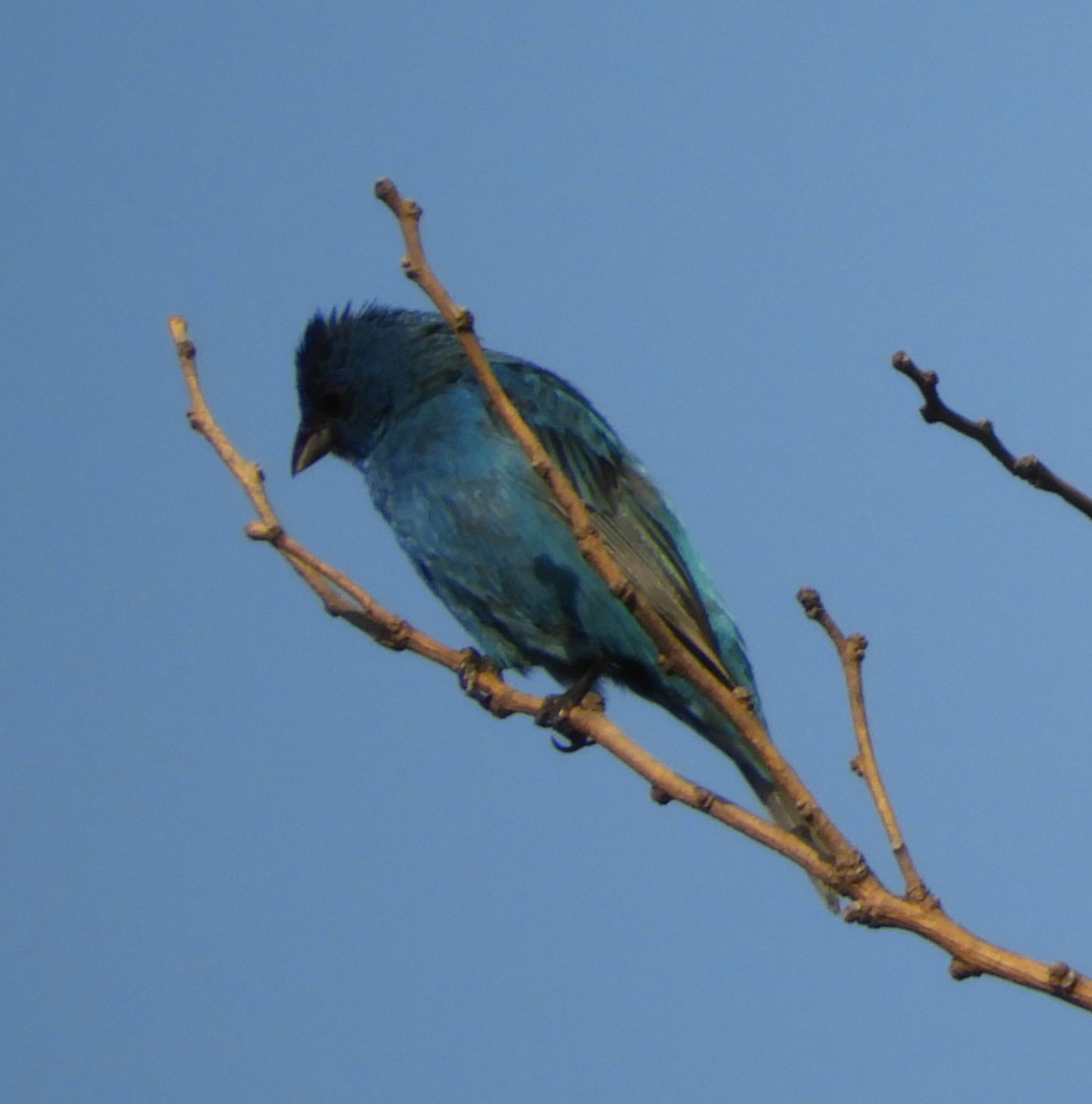 Indigo Bunting - ML109818351