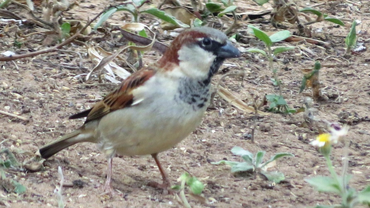 House Sparrow - ML109818411