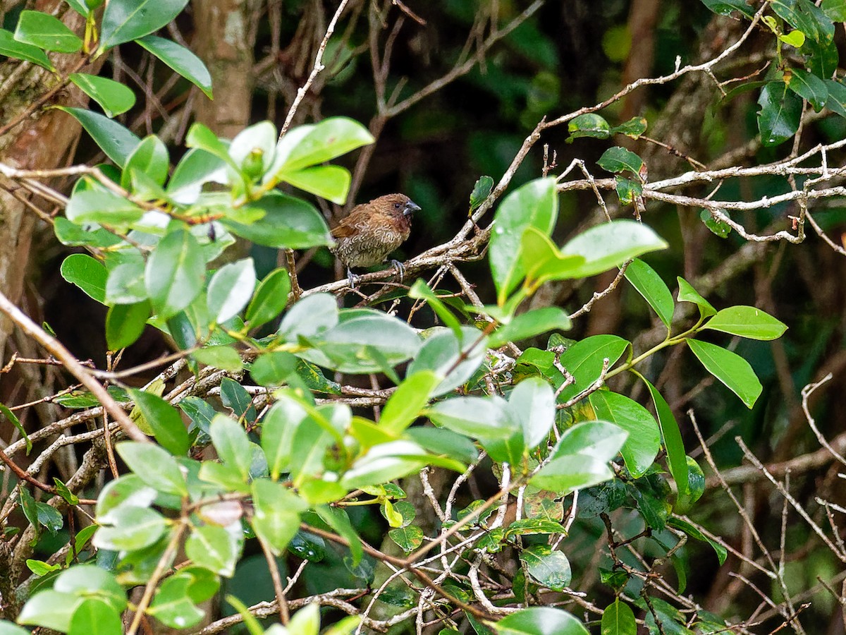 Scaly-breasted Munia - ML109819871