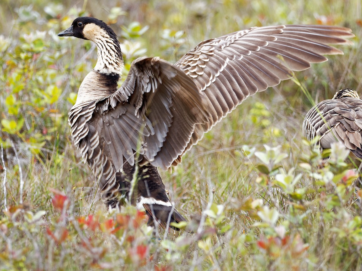 Hawaiian Goose - ML109820231