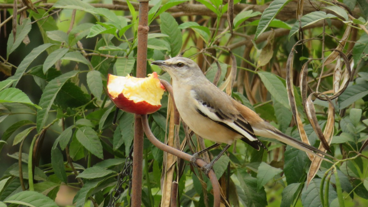 White-banded Mockingbird - Charmaine  Swart
