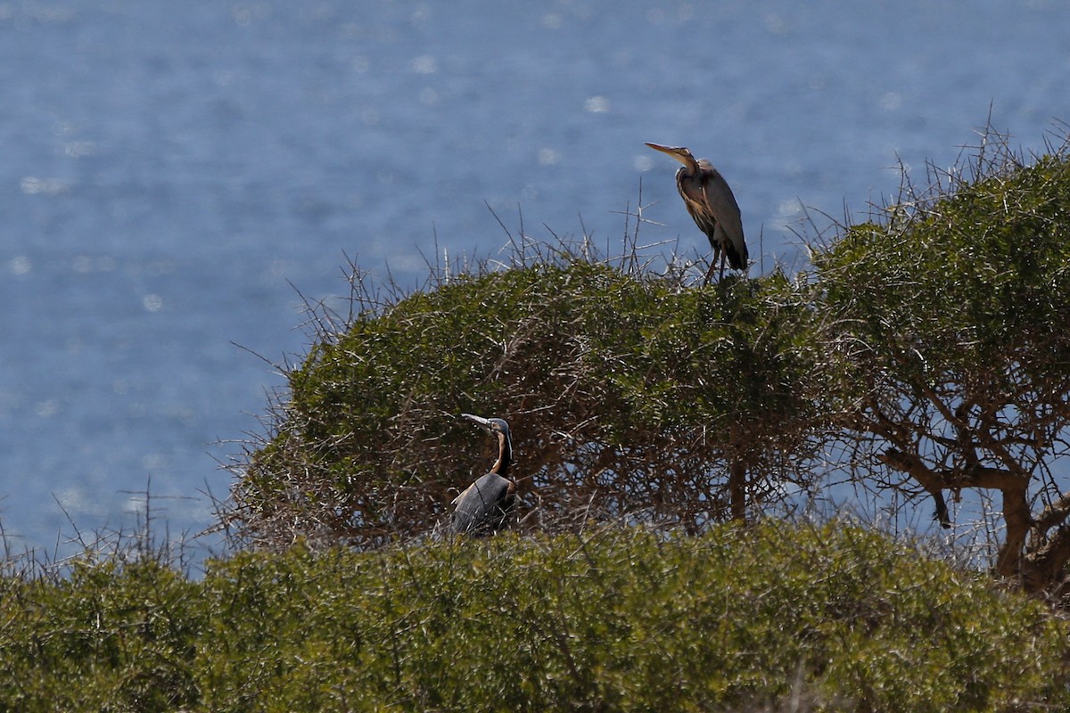 Purple Heron - Laura Keene