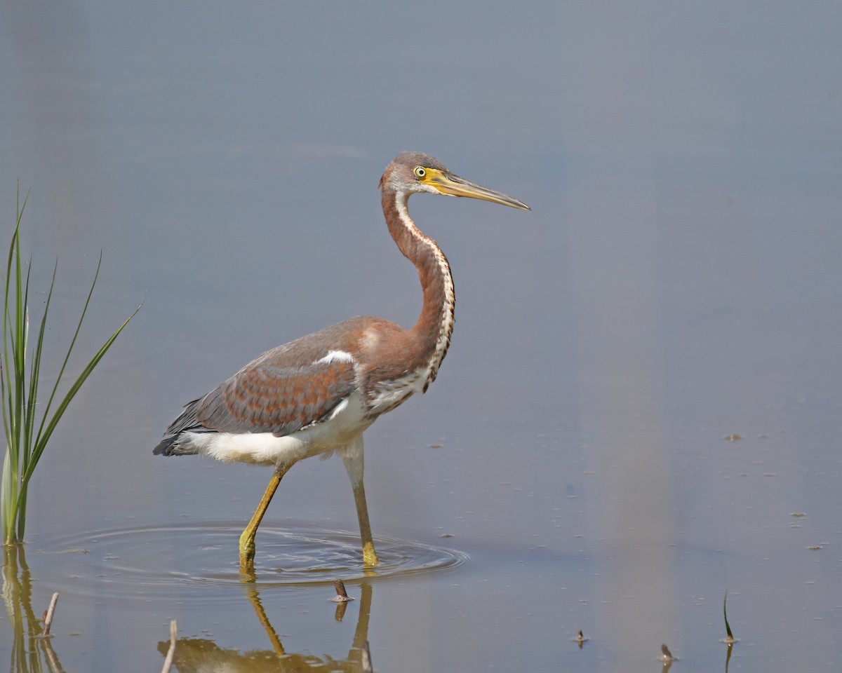 Tricolored Heron - ML109821021
