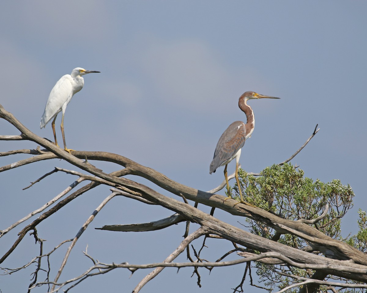Tricolored Heron - ML109821121
