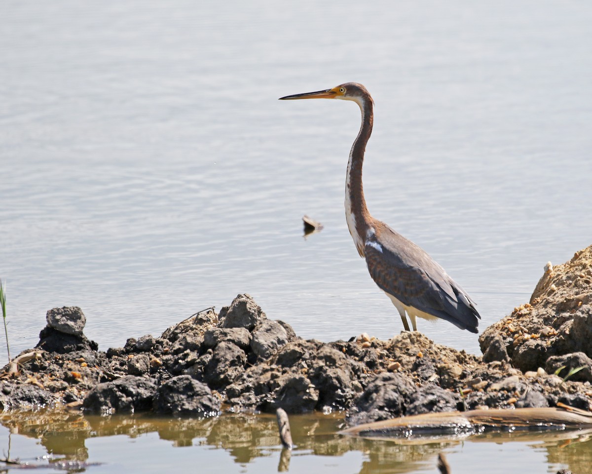 Tricolored Heron - ML109821141
