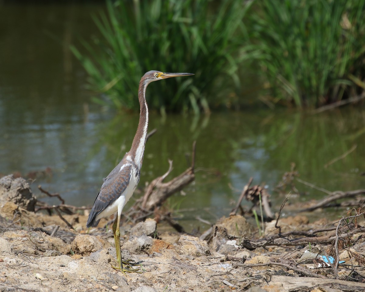 Tricolored Heron - ML109821191