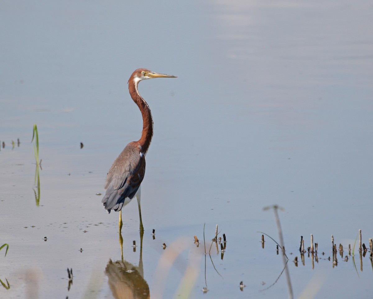 Tricolored Heron - ML109821201