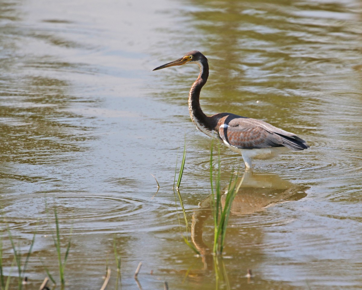 Tricolored Heron - ML109821291