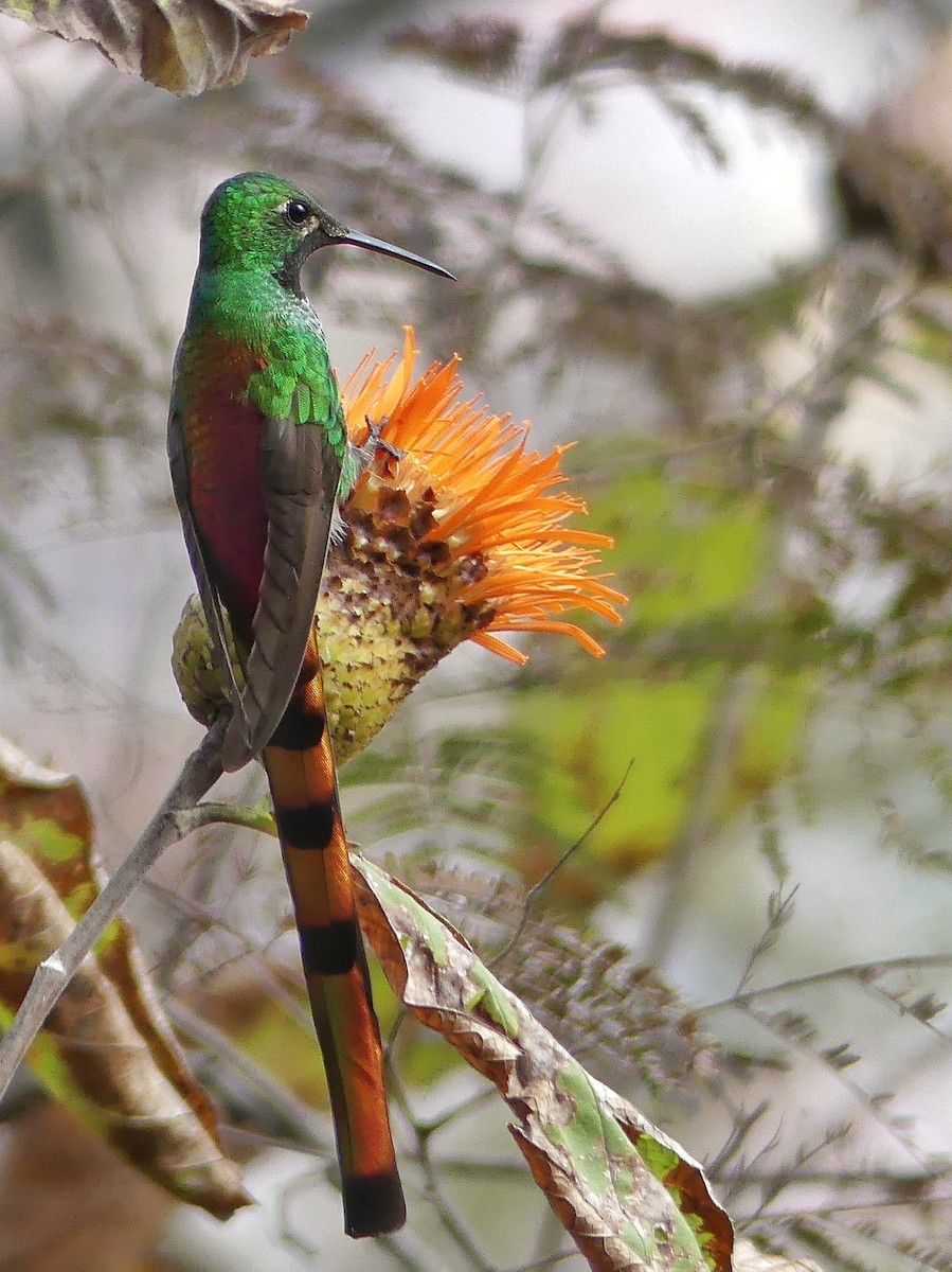 Red-tailed Comet - ML109821581