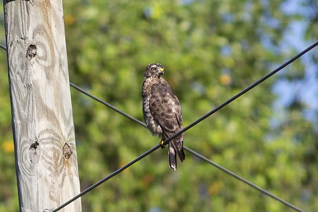 Broad-winged Hawk - Martin Wall