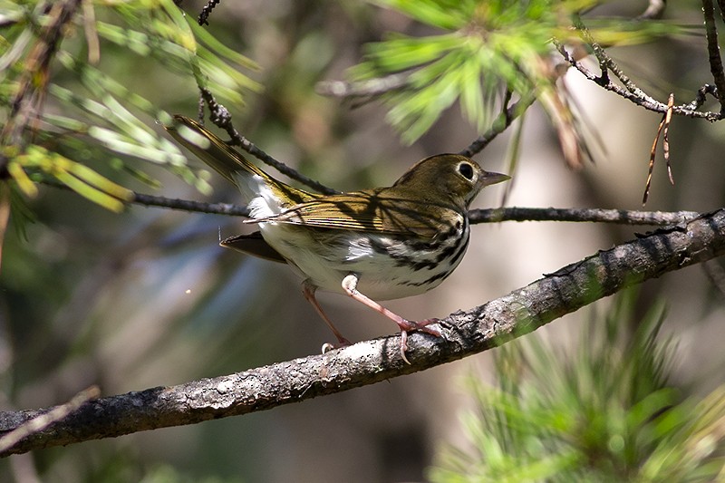 Ovenbird - Martin Wall