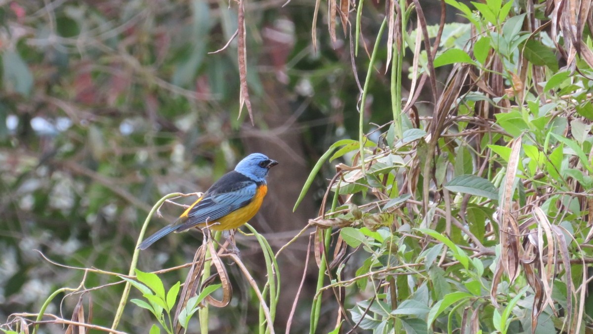 Blue-and-yellow Tanager - Charmaine  Swart