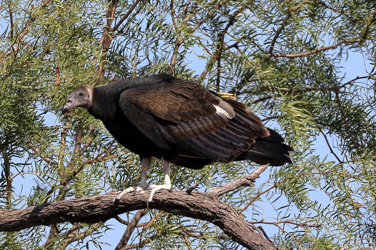 Turkey Vulture - Lawrence Haller