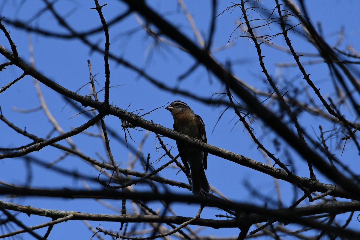 Rose-breasted Grosbeak - Guy Lafond