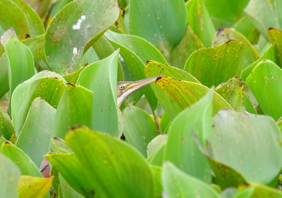 Least Bittern - ML109824271