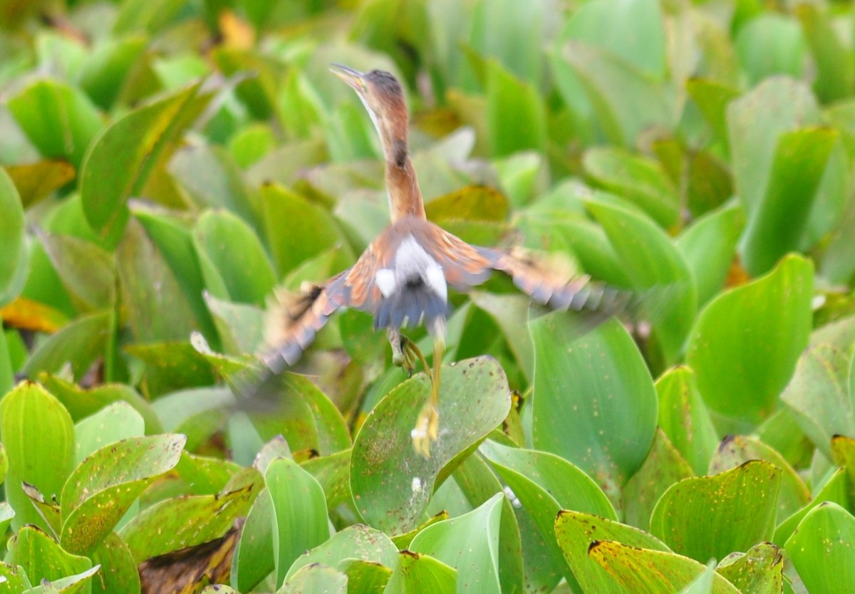 Least Bittern - ML109824281