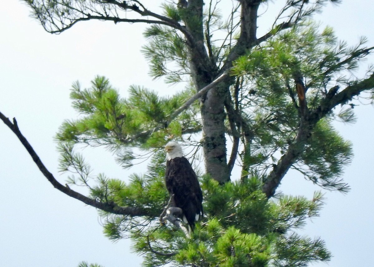 Bald Eagle - ML109827921