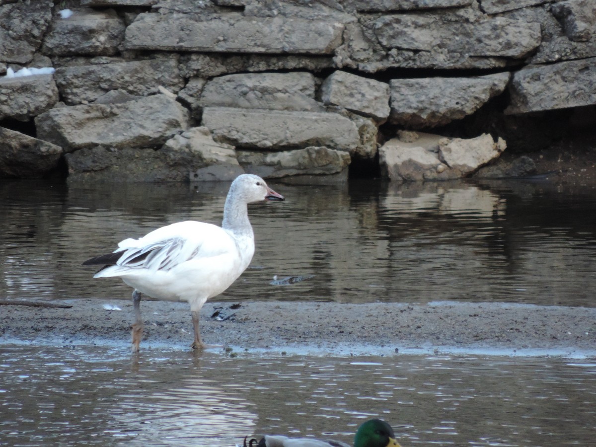 Snow Goose - ML109830071