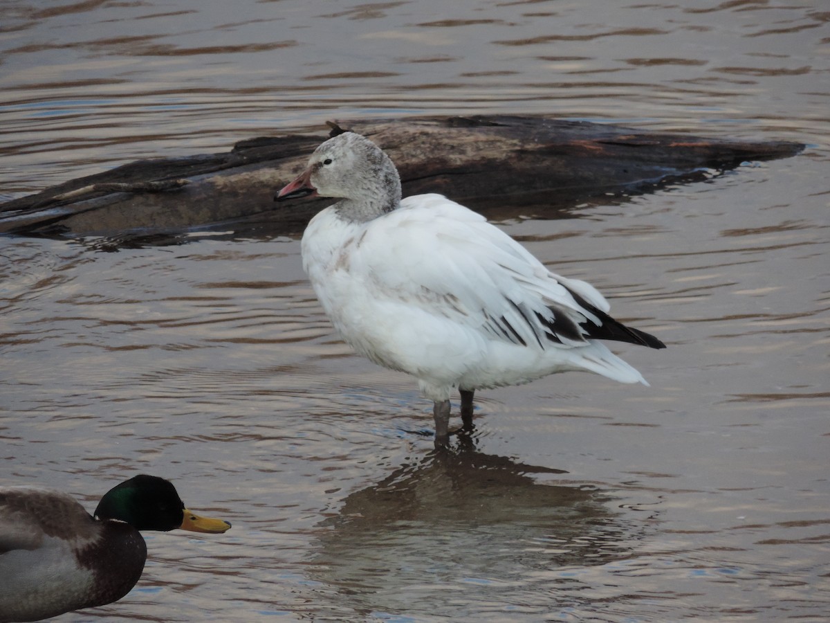 Snow Goose - ML109830511