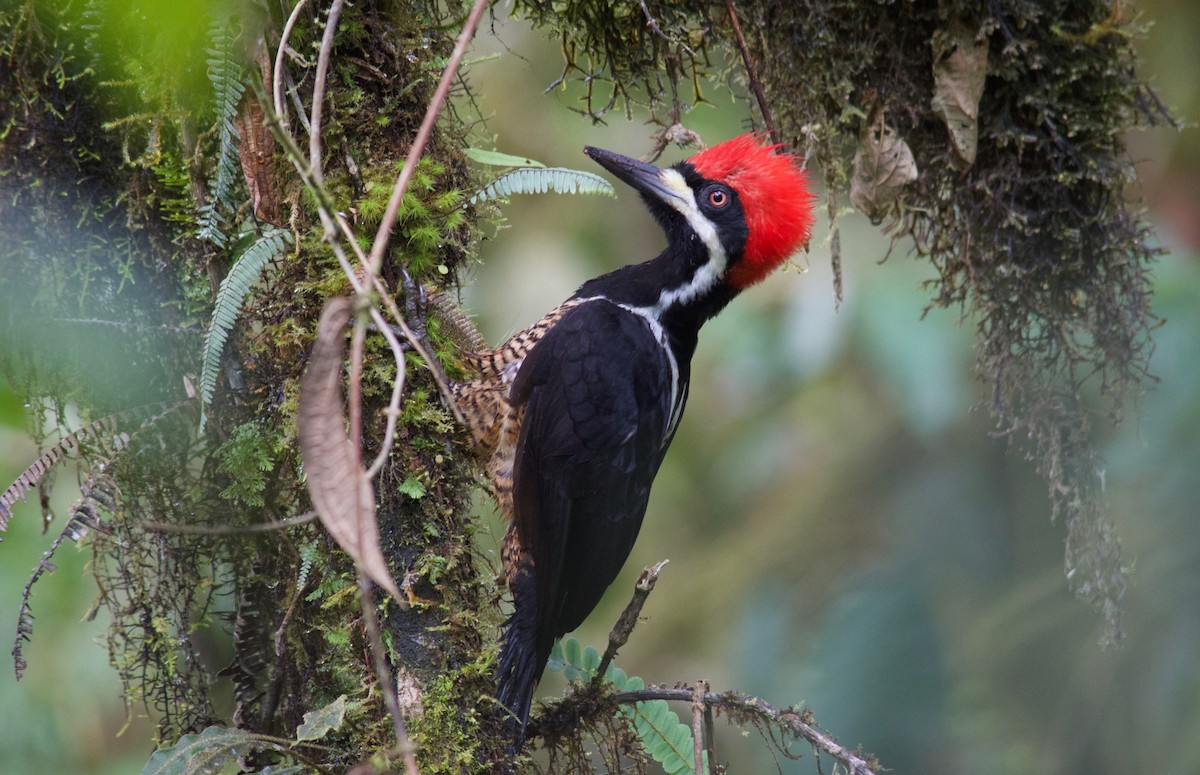 Powerful Woodpecker - Will Knowlton