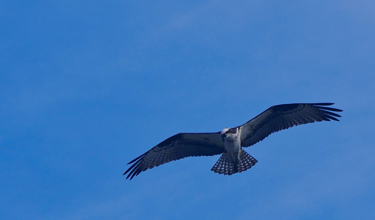 Osprey - ML109831401