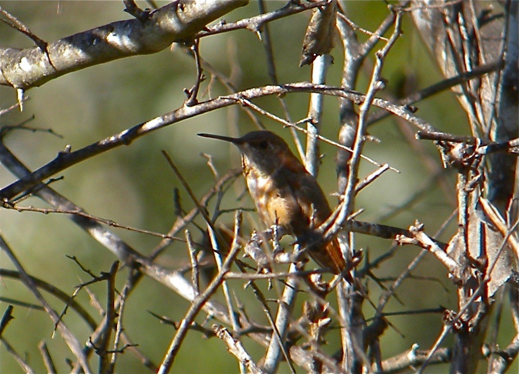 Rufous Hummingbird - ML109833731