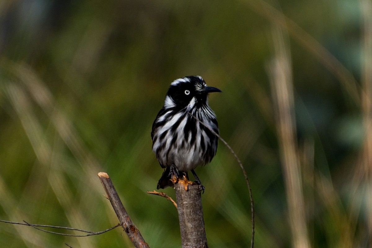 New Holland Honeyeater - ML109833751