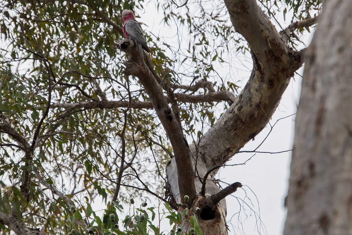 Cacatúa Galah - ML109834241