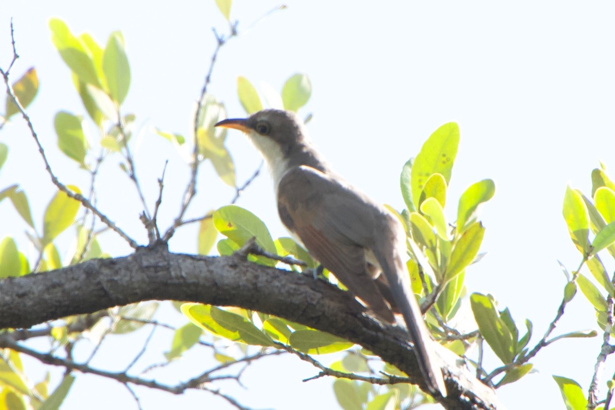 Yellow-billed Cuckoo - ML109836881