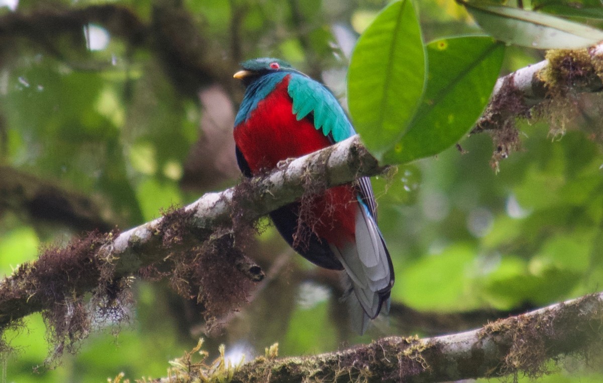 Crested Quetzal - Will Knowlton