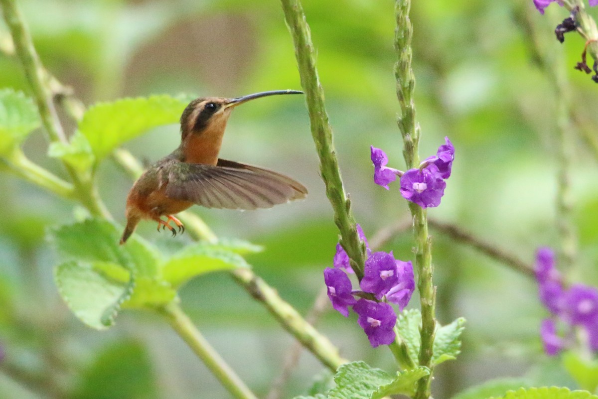 kolibřík malý - ML109838121