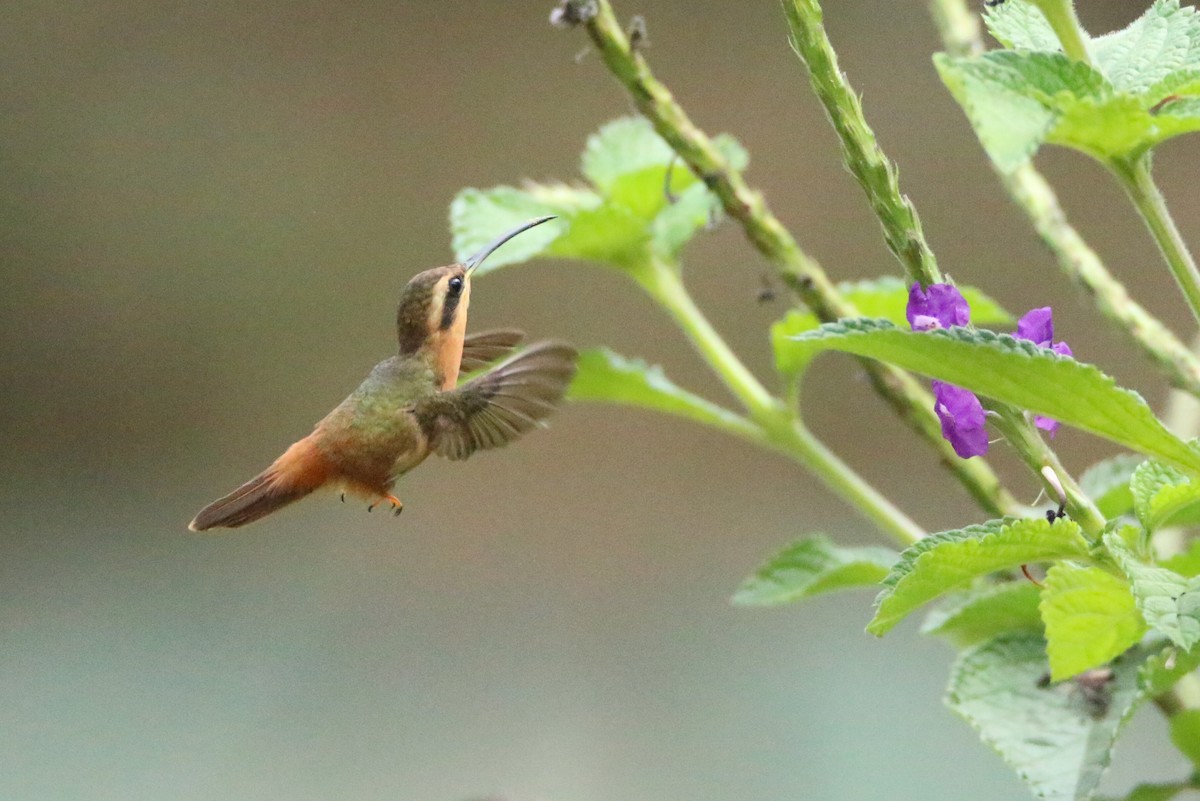 kolibřík malý - ML109838151