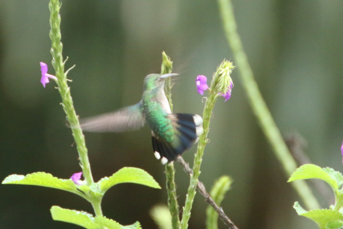 White-chinned Sapphire - ML109839521