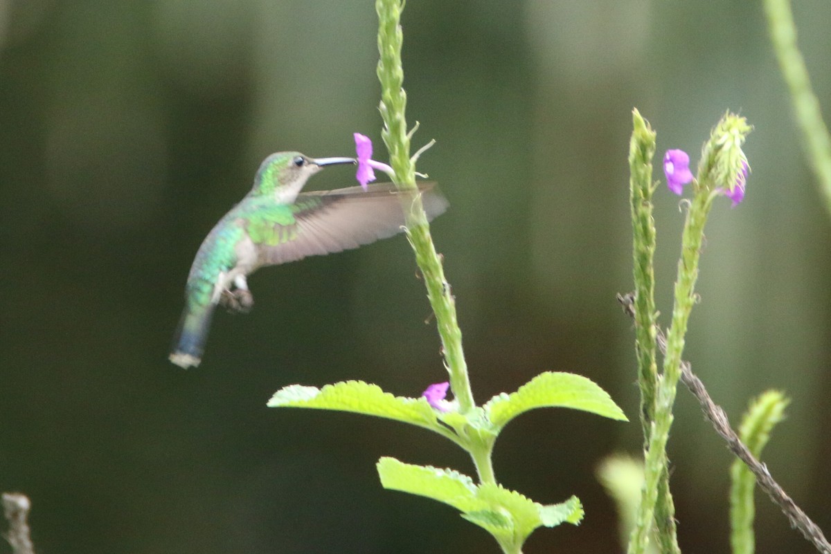 Colibri azuré - ML109839631