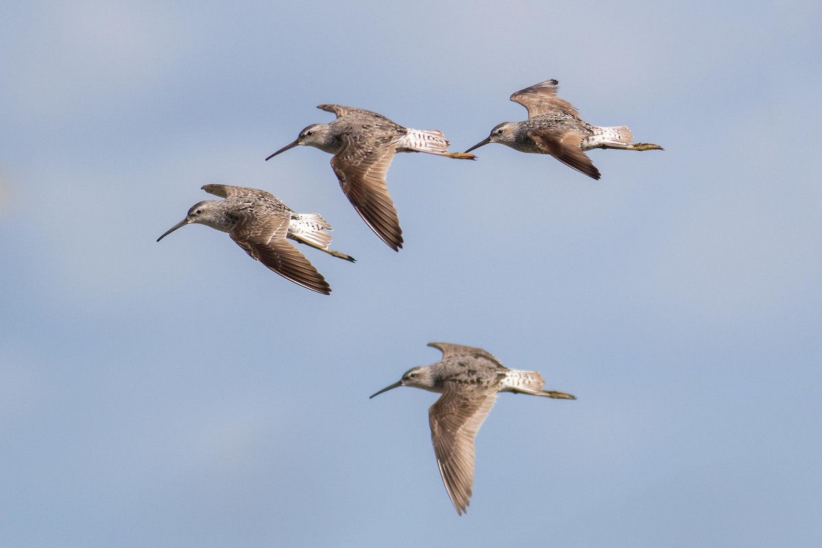 Stilt Sandpiper - ML109840051