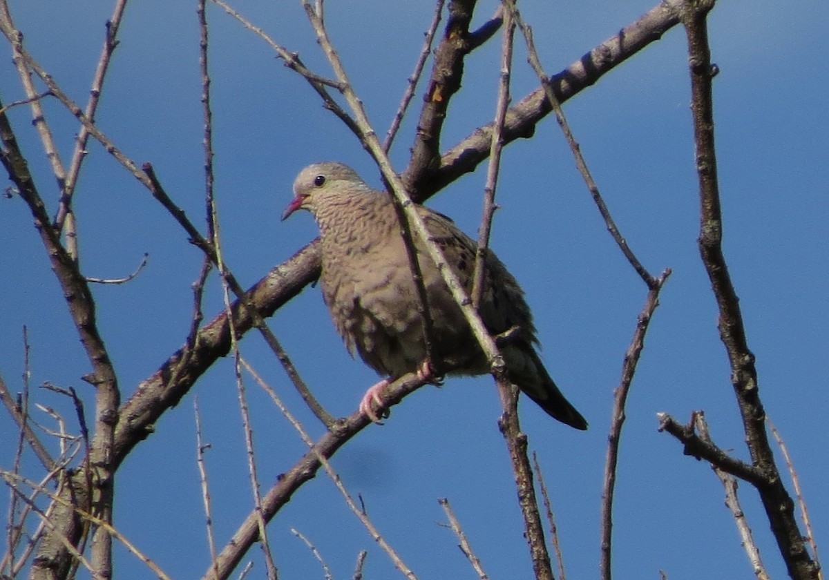 Common Ground Dove - ML109840401