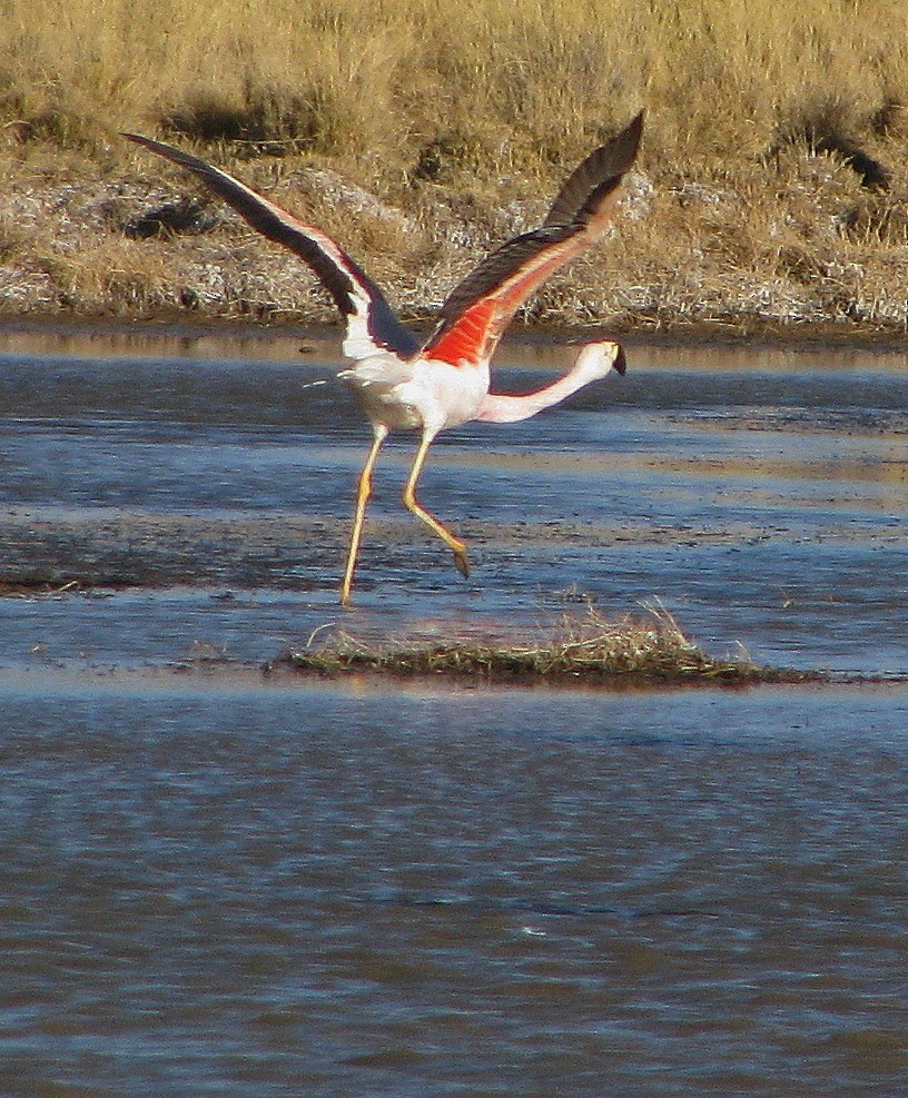 Andean Flamingo - ML109843411