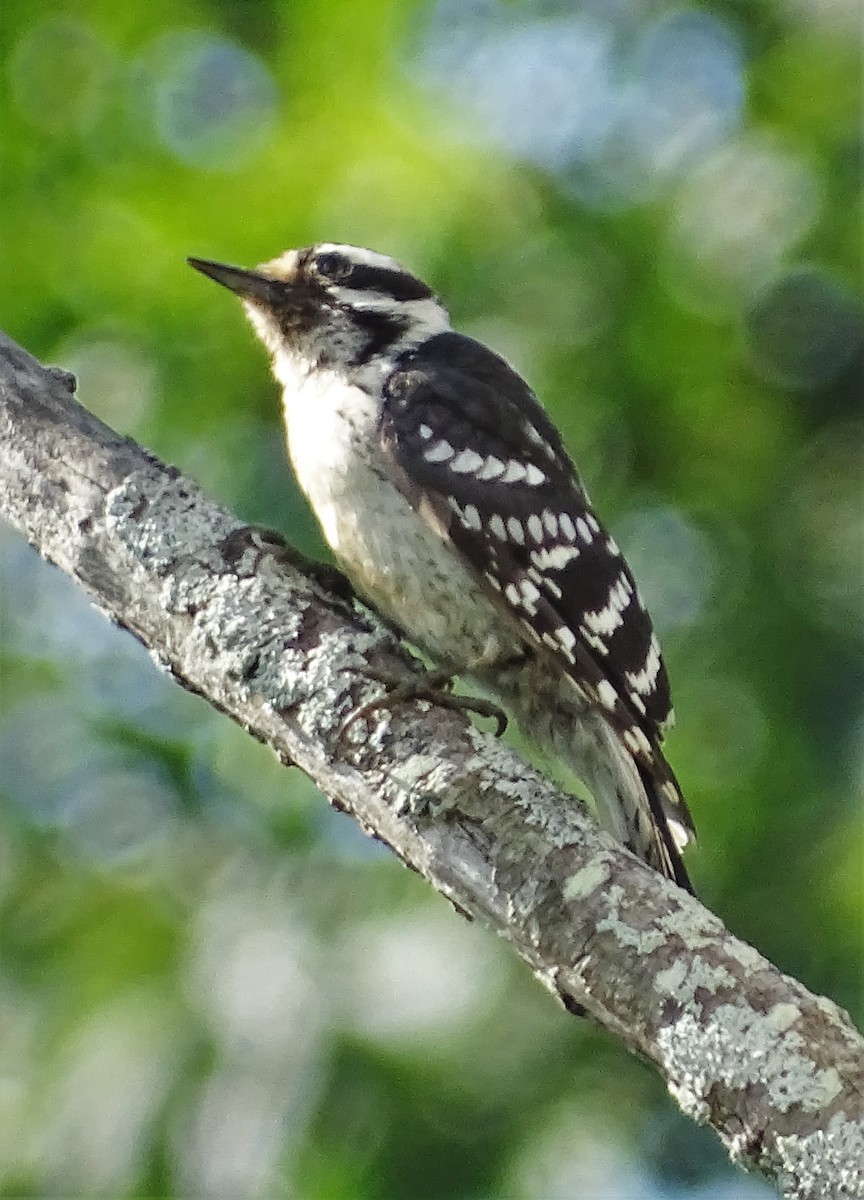 Downy Woodpecker - ML109843491