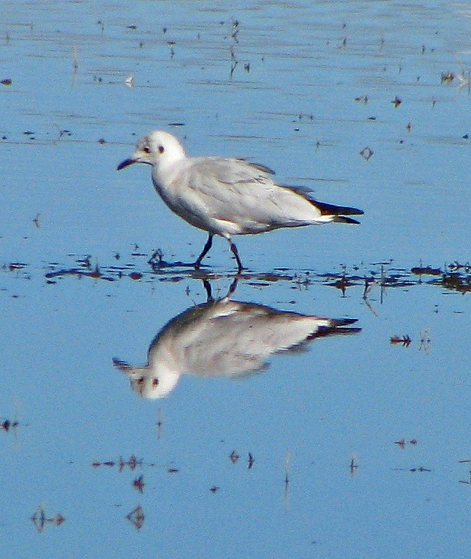 Andean Gull - ML109844361