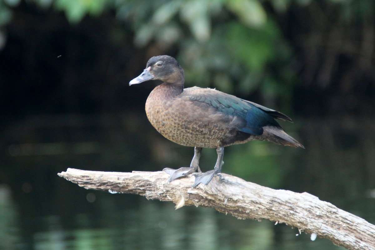 Muscovy Duck - ML109847091